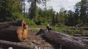 Best Tree Trimming and Pruning  in Whiskey Creek, FL