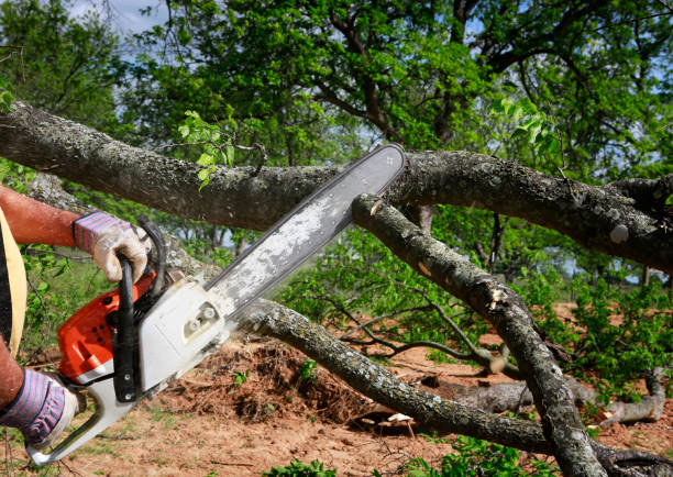Best Tree Risk Assessment  in Whiskey Creek, FL